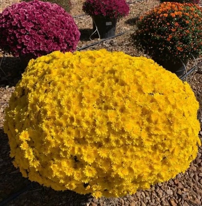 Our Beautiful Mums are amazing!